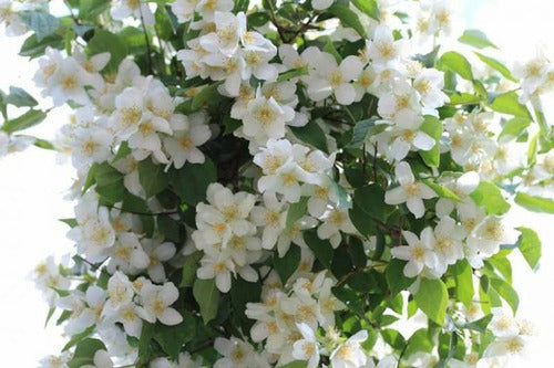 Flor De Ángel (Philadelphus Grandiflorus) 0