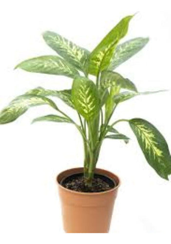 Planta Interior Tropic  H E R M O S A E. Gratis Amba 0