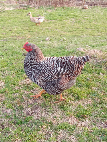 Gallo Gallina Batatas 5