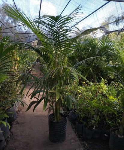 Clorofila_Plants Palmera Areca Gigante 30 L. Certified by Senasa 3