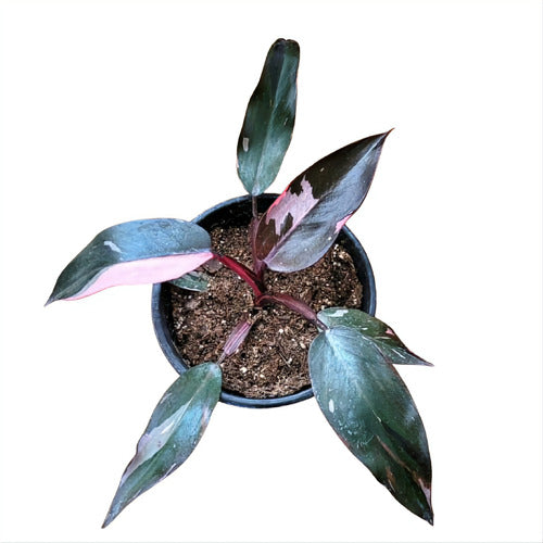 Philodendron Pink Princess 0