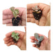 Lot Of 10 Cactus And Succulent Seedlings 3