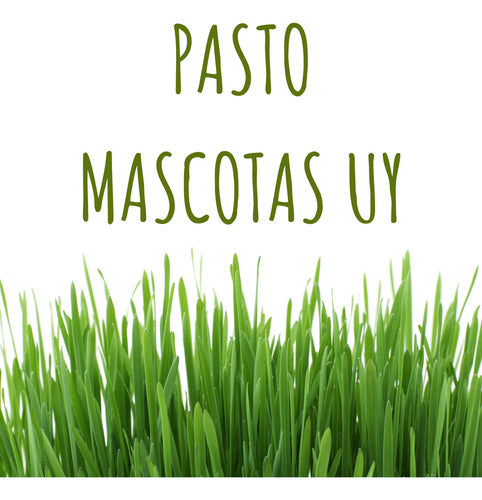 Kit Para Preparar Pasto Para Mascotas Con Plantin Ya Crecido 6