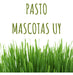 Kit Para Preparar Pasto Para Mascotas Con Plantin Ya Crecido 6