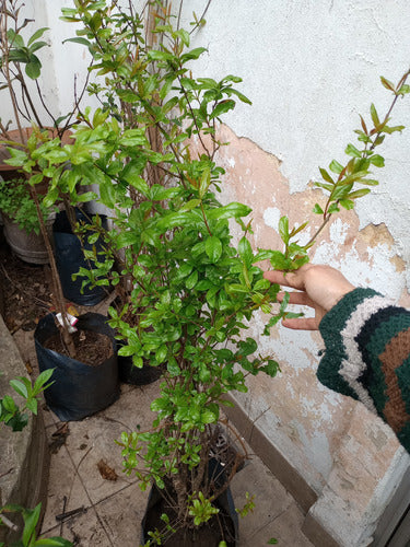 Árbol De Granada Granado Enorme Ya Da Frutos Senasa 2