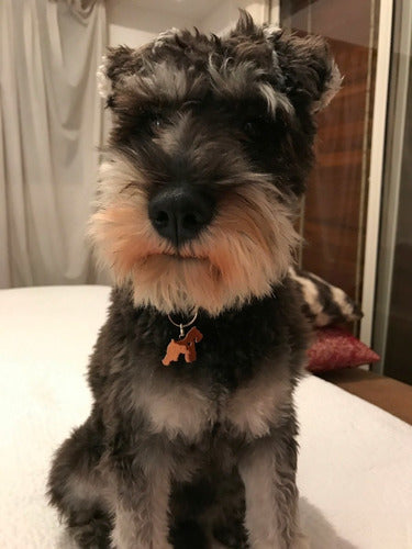 Arbol Divine Schnauzer Pet Medal Tag 1