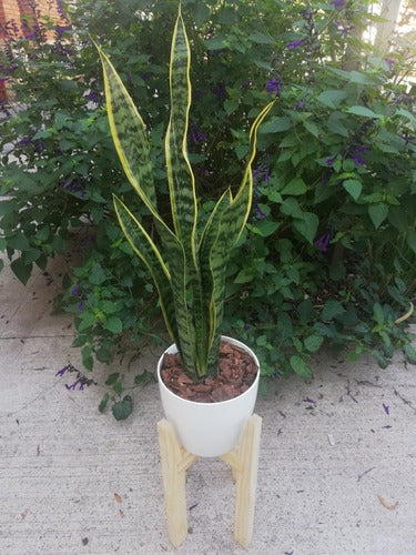 Sansevieria Espada De San Jorge + Maceta + Pie Nordico 1