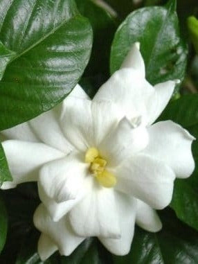 Jazmín Kimura 3l Gardenia Augusta Kimura Greenonline Vivero 0