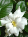 Jazmín Kimura 3l Gardenia Augusta Kimura Greenonline Vivero 0