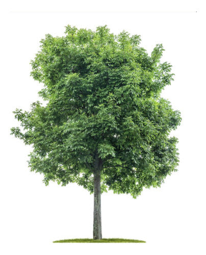 Arbol Acer Negundo 3mt, 20lt Ideal Sombra - Huella Jardin 0