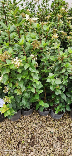 TROPICA Laurentinos (Viburnum Tinus) Ideal For Live Hedges 1