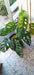 Monstera Enana - Ideal Interior 2