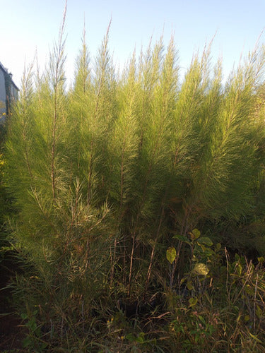 Casuarina Cunninghamiana 2 Mts. Pack X10 Unidades-envío 3