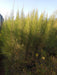 Casuarina Cunninghamiana 2 Mts. Pack X10 Unidades-envío 3