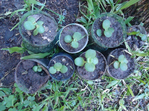 Plantin De Planta Dolar. Planta Moneda 1