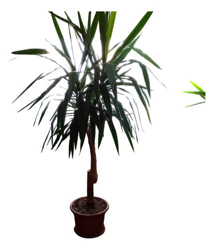 Yuca Natural Indoor Plant 2 Metres Tall 0