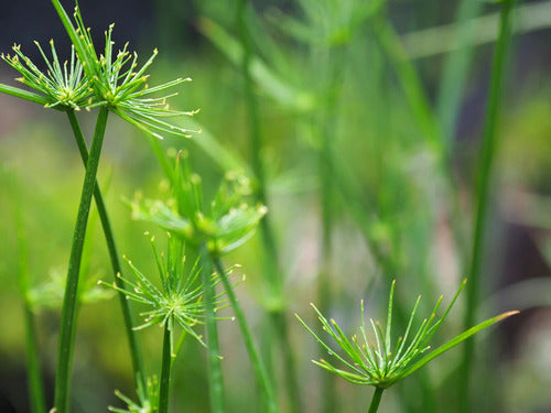 TROPICA Papiros Egipcios Enanos! (Cyperus Papyrus Nana) 1