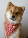 Kawaii Shiba Co Karakusa Bandana Japonesa Para Perro Con Cue 1