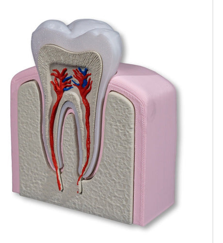 Generic Molar Educational Model Internal Enamel Dentin Pulp 0