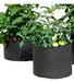 Polietileno Obelisco Grow Pot Fabric Planters Pack of 5 - 3 Gallons (11 Liters) 3