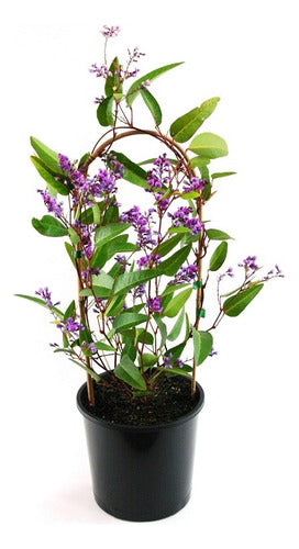 Hardenbergia Violácea , Trepadora Flores Violetas ! 0