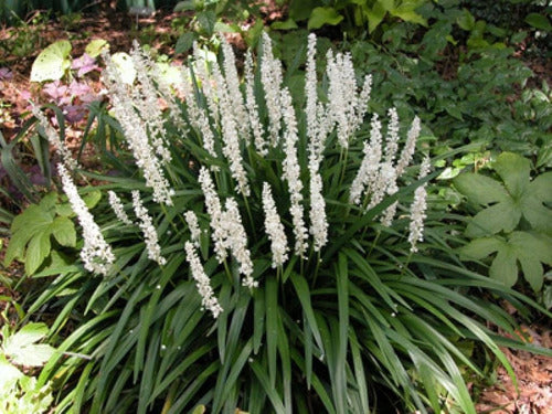 Liriope Muscari Silver Sunproof  (white Lilyturf) Blanca 3