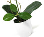 Artificial Orchid with Ceramic Planter 5