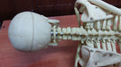 Mini Skeleton 85cm Height 7