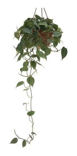 Hanging Cordatum Lemon Plant in Potus Deco for Indoor Decor 4