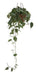 Hanging Cordatum Lemon Plant in Potus Deco for Indoor Decor 4