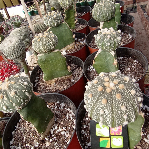 Astrophytum Asteria - Injertado 1