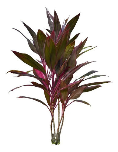 Dracena Rubra , Gigantes 3