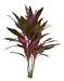 Dracena Rubra , Gigantes 3