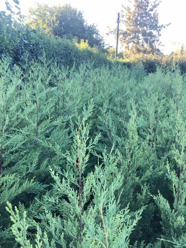 Leylandii Pine Live Hedge Nursery Wholesaler Cypress X4 7