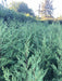 Leylandii Pine Live Hedge Nursery Wholesaler Cypress X4 7