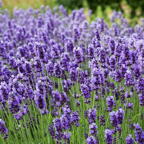 Lavandula Angustifolia (L. Spica)(L. Oficinalis) (Alhucema) 0