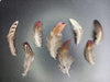 Mini Pheasant Feather x 25 Pack Souvenir Dreamcatcher 3