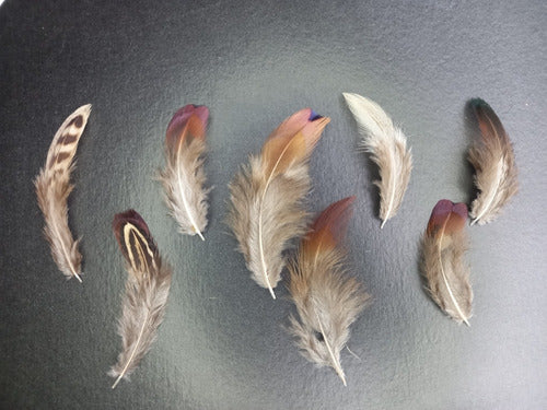 Mini Pheasant Feather x 25 Pack Souvenir Dreamcatcher 3