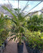 Clorofila_Plants Palmera Areca Gigante 30 L. Certified by Senasa 4