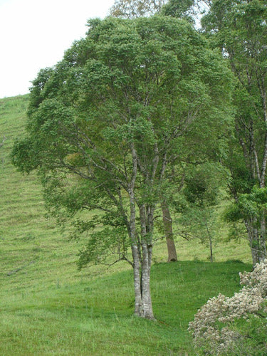 Azota Caballo (luehea Divaricata) Árbol Nativo - Chicos Natu 1