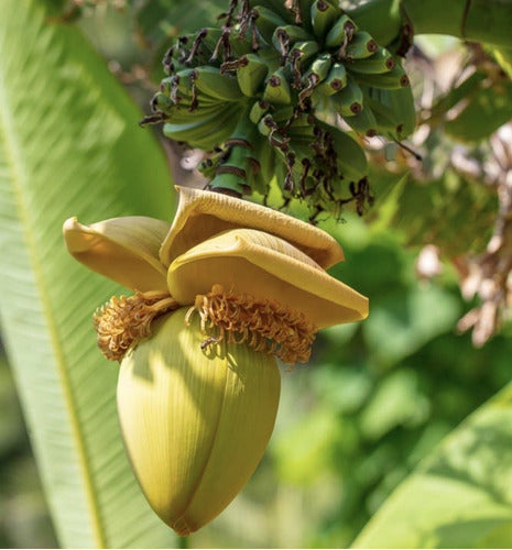 TROPICA VIVERO ONLINE Bananero Japonés (Musa Basjoo), Japanese Fiber Banana!! 1