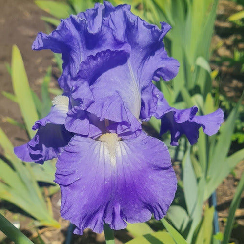 1 Rizoma De Iris Germánica Dusky Victoria Fall 0