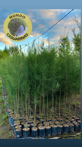 Casuarinas: Ideal for Windbreaks, Shade, and Shelter 7