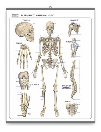 MD Lámina Sistema Óseo El Esqueleto Mudo - 70x90cm 0
