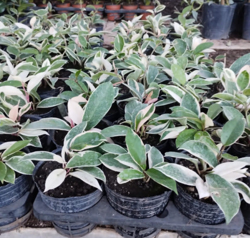 Planta De Hoya Variegada Carnosa Flor De Nacar Colgante Deco 0