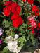 Promo 15-Plant Multicolor Malvon Box ~ Assorted Colors ~ 3