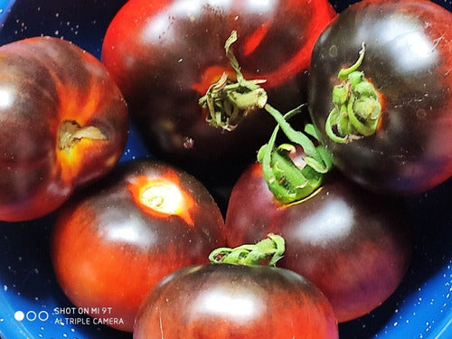 Blue Beauty Tomato Seed Packet 0