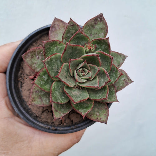 Echeveria Agavoides Suculenta De Colección 1