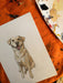 Custom Pet Portraits / Paintings / Drawings 1