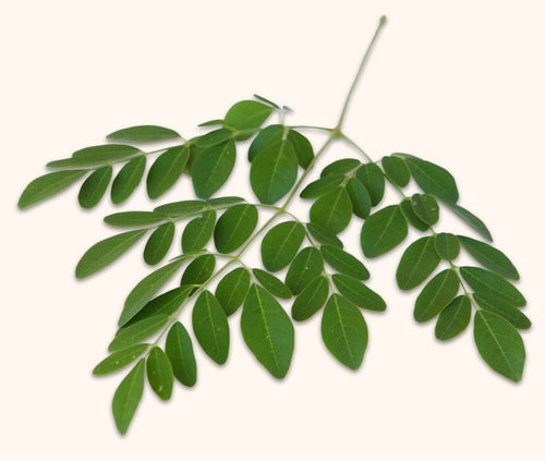 Organic and Biodynamic Moringa Oleifera Leaves Antiox 1kg 1